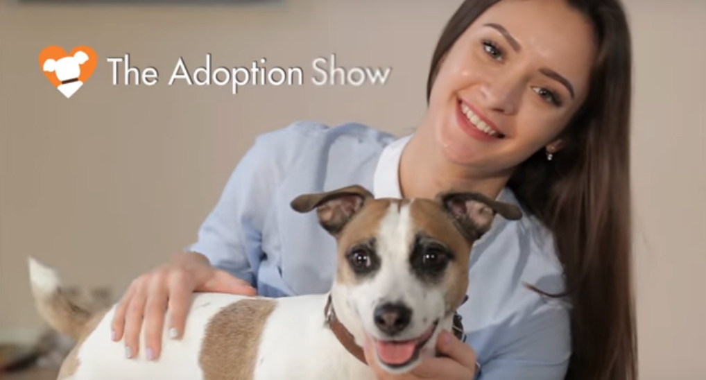 DOGTV's "The Adoption Show"
