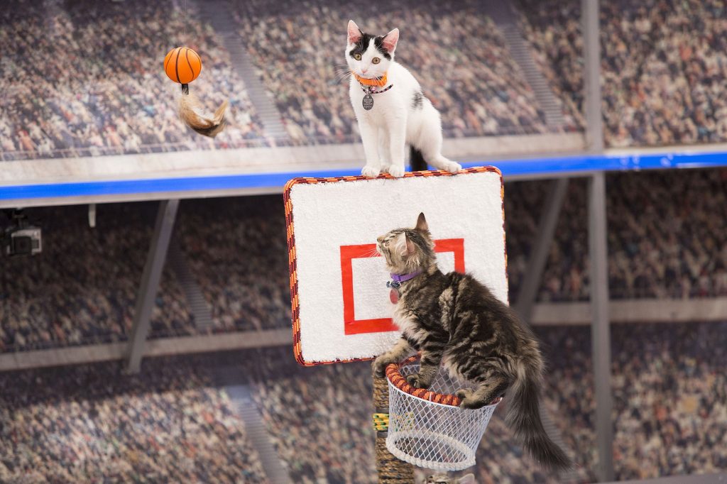 Kittens in the inaugural "Meow Madness" TV special.