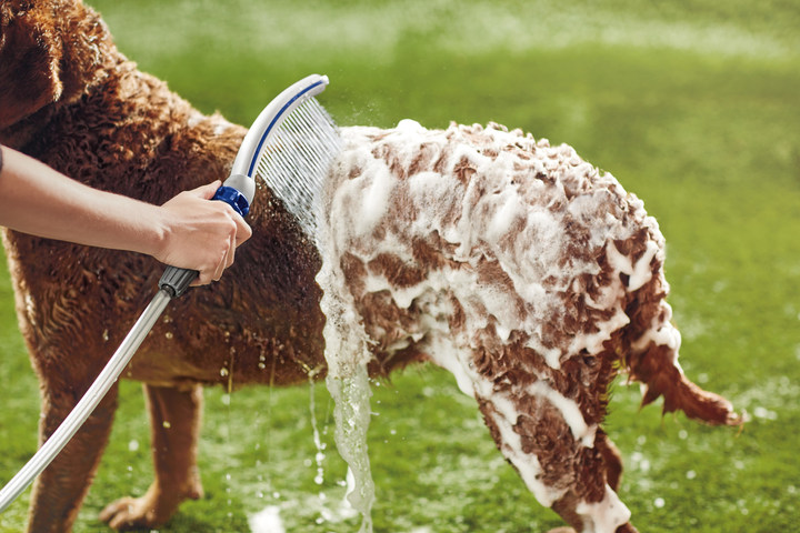 Water Pik debuts Pet Wand Pro bathing tool for pets – CULTURE MIX