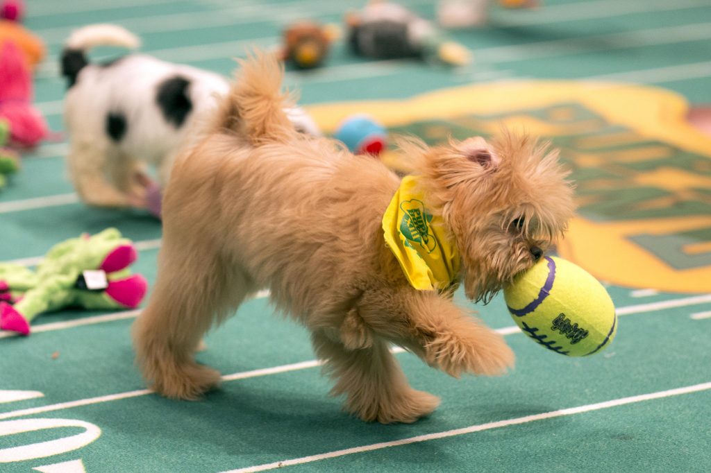 Rory, the poodle mix that was voted Puppy Bowl XIII MVP.