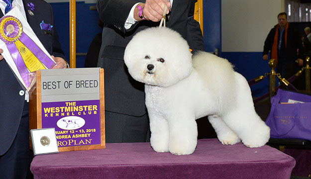 GCHP CH Belle Creek's All I Care About Is Love, winner of Best in Show at the 2018 Westminster Kennel Club Dog Show (Photo courtesy of Westminster Kennel Club)