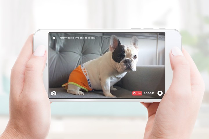 Manny the Frenchie goes live on Facebook via Petcube.