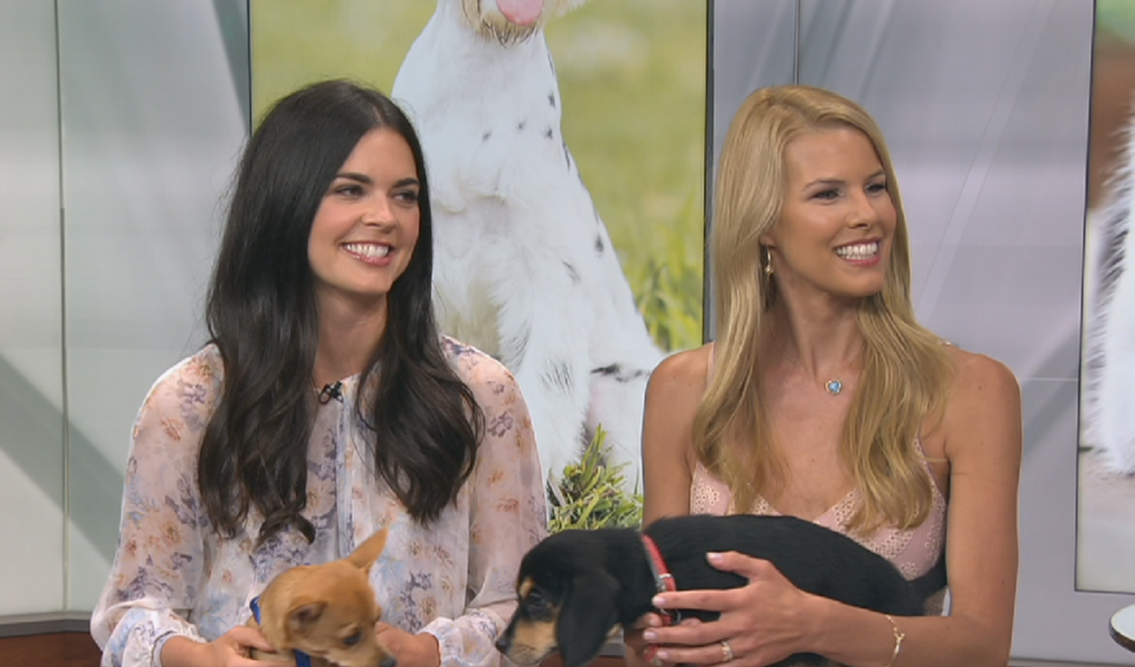 Katie Lee and Beth Stern promoting "Clear the Shelters" Day on WNBC-TV New York 