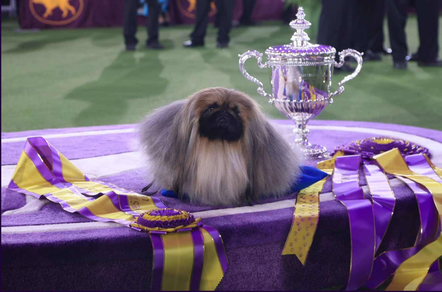 2021 Westminster Kennel Club Dog Show Pekinese wins Best in Show; see