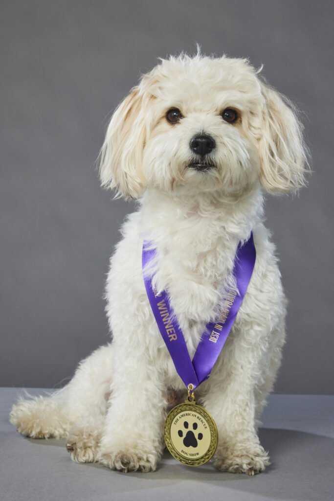 2022 American Rescue Dog Show see photos and videos CULTURE MIX